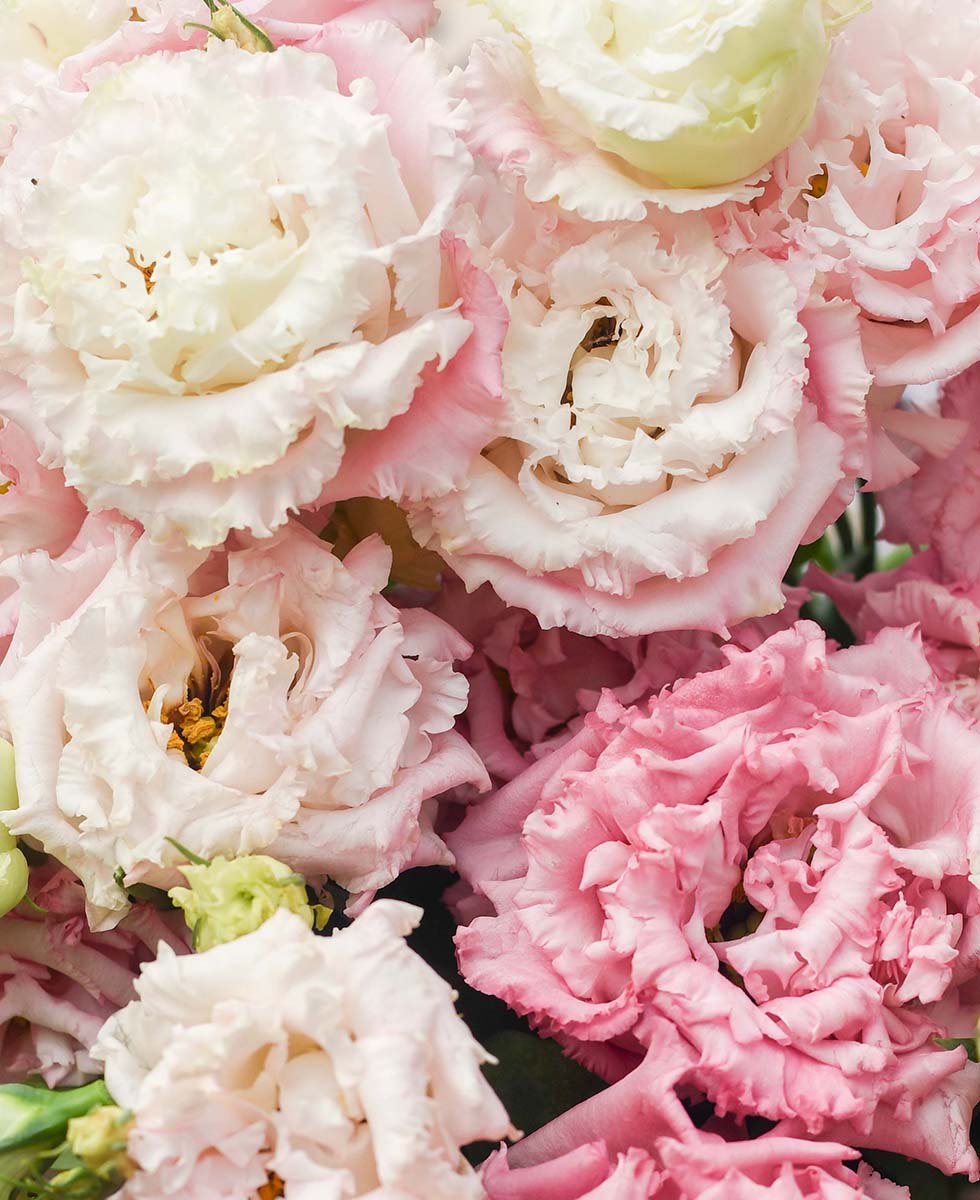 Lisianthus Lisianthus