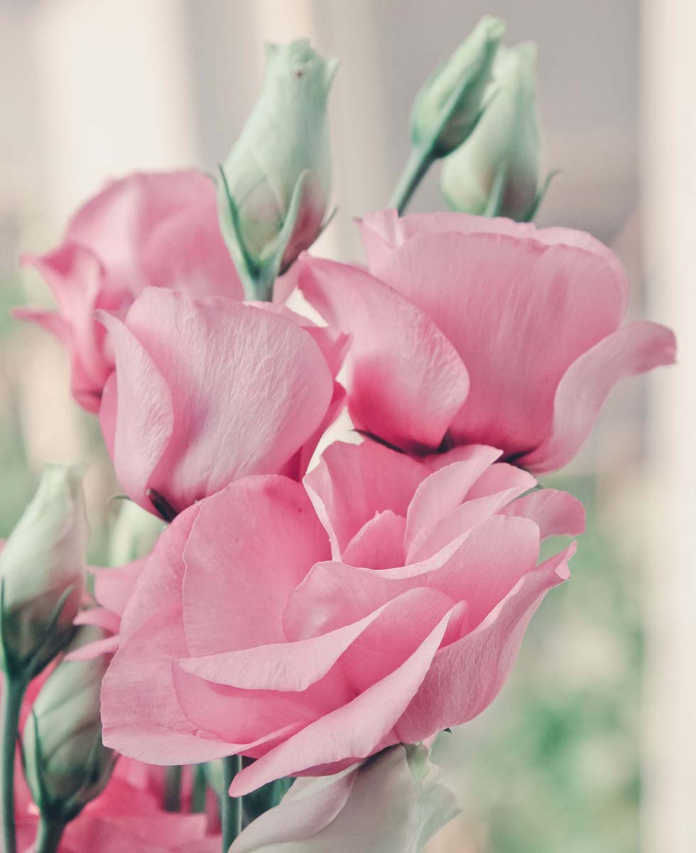 Lisianthus Lisianthus
