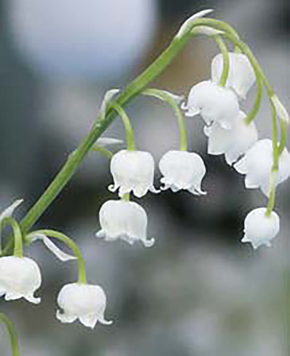 Hochzeitsblumen Maiglöckchen Hochzeitsblumen Maiglöckchen