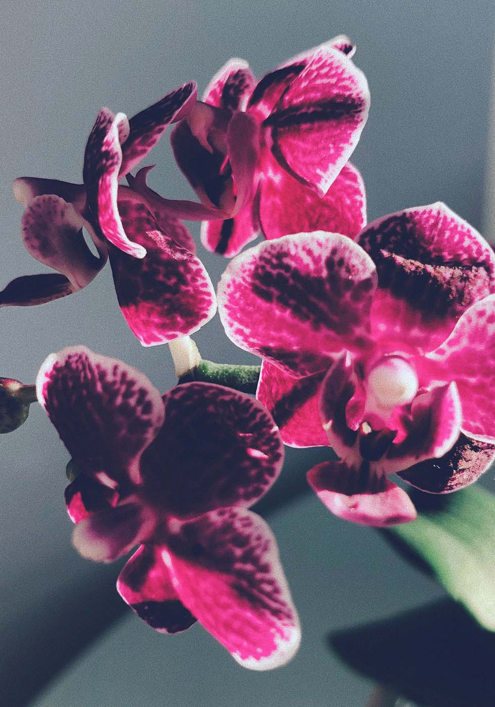 Orchidee Orchidee