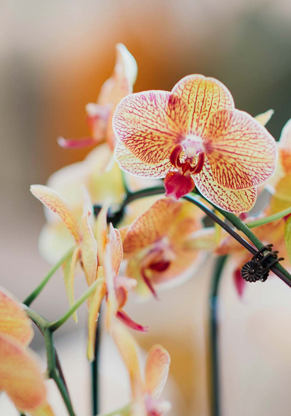 Orchidee Orchidee