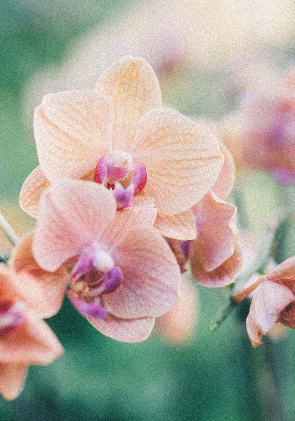 Orchidee Orchidee