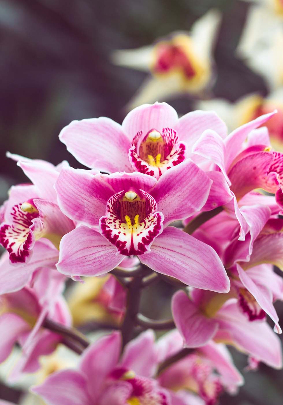 Orchidee Orchidee