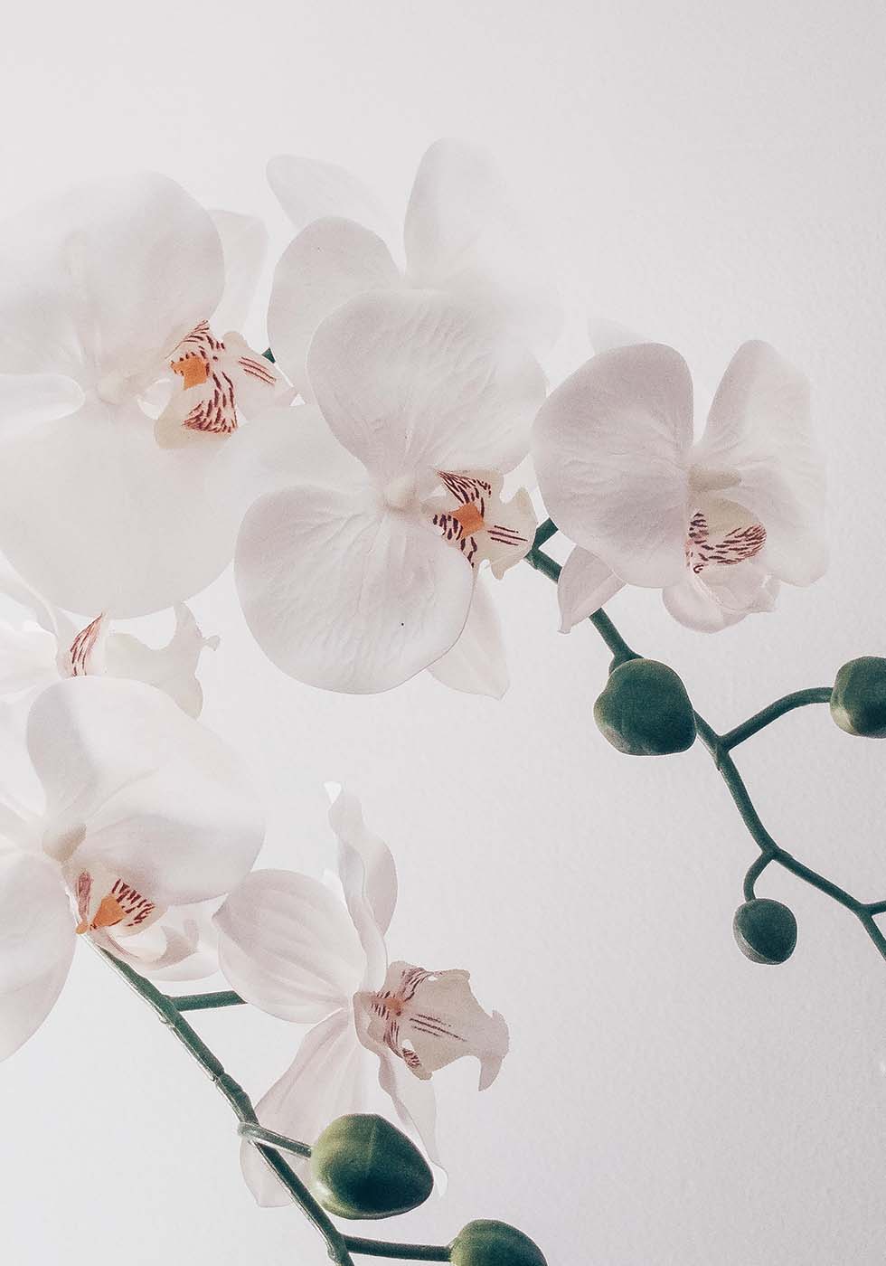 Hochzeitsblumen Orchidee Hochzeitsblumen Orchidee