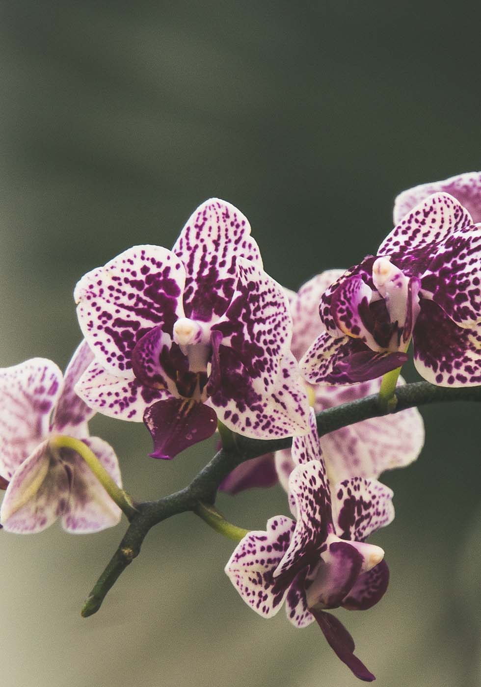 Orchidee Orchidee