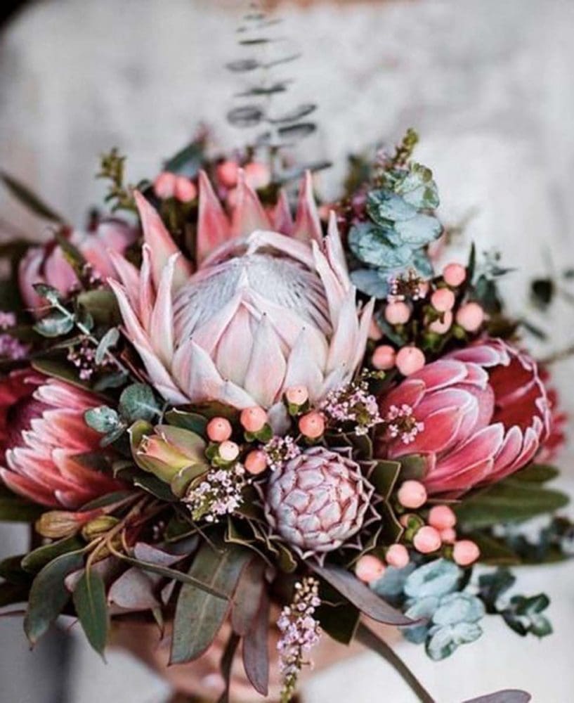 Hochzeitsblumen Brautstrauß Protea Hochzeitsblumen Brautstrauß Protea