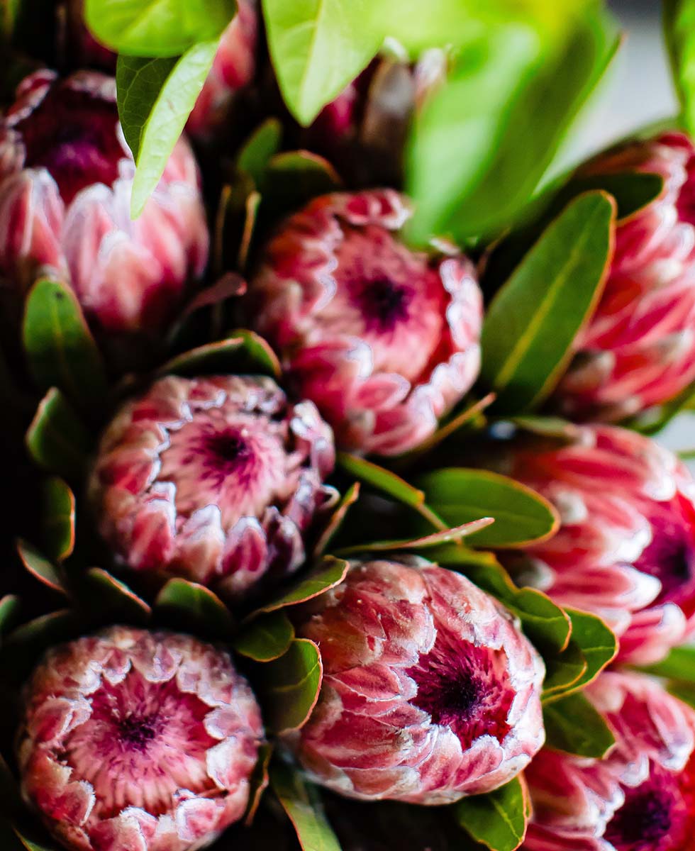 Protea Protea