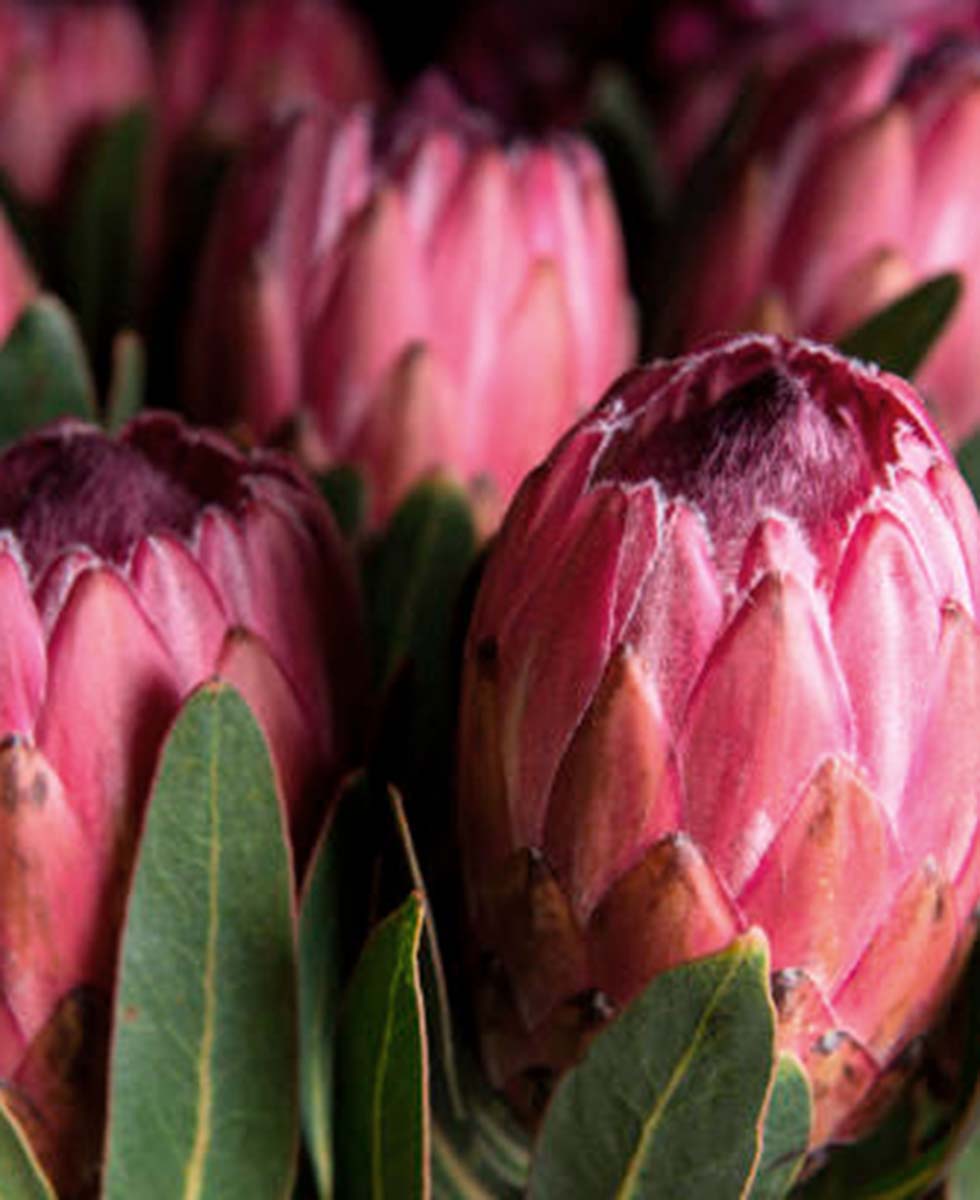 Protea Protea