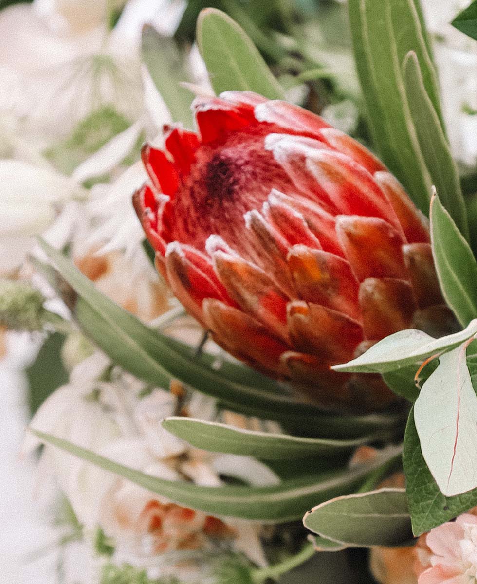 Protea Protea