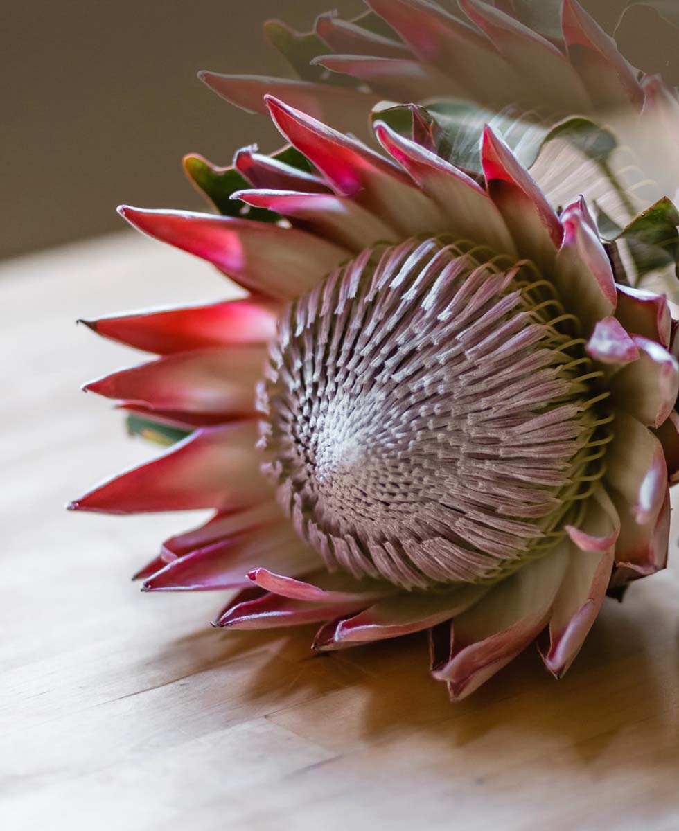 Protea Protea