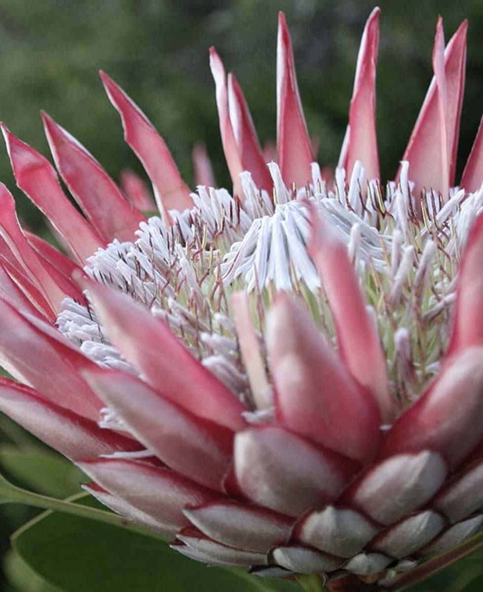 Protea Protea