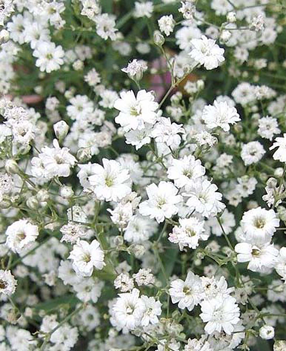 Hochzeitsblumen Schleierkraut Hochzeitsblumen Schleierkraut