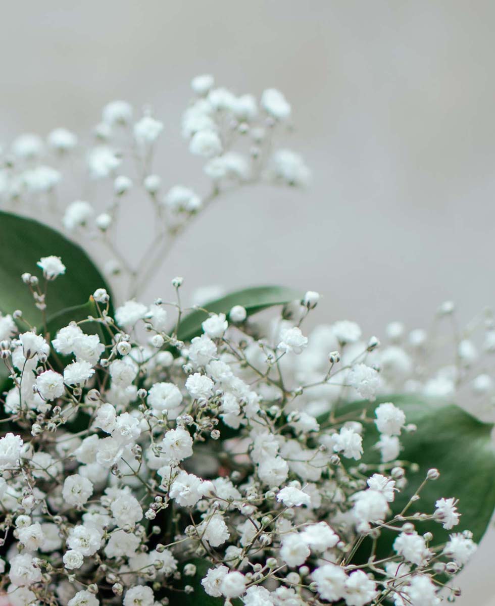 Hochzeitsblumen Schleierkraut Hochzeitsblumen Schleierkraut