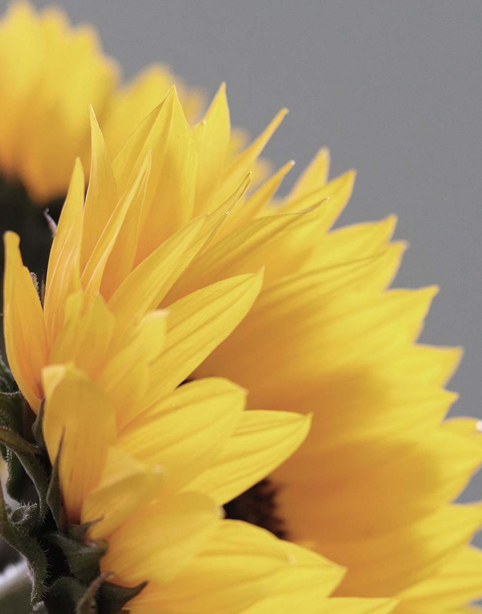 Sonnenblumen Sonnenblumen