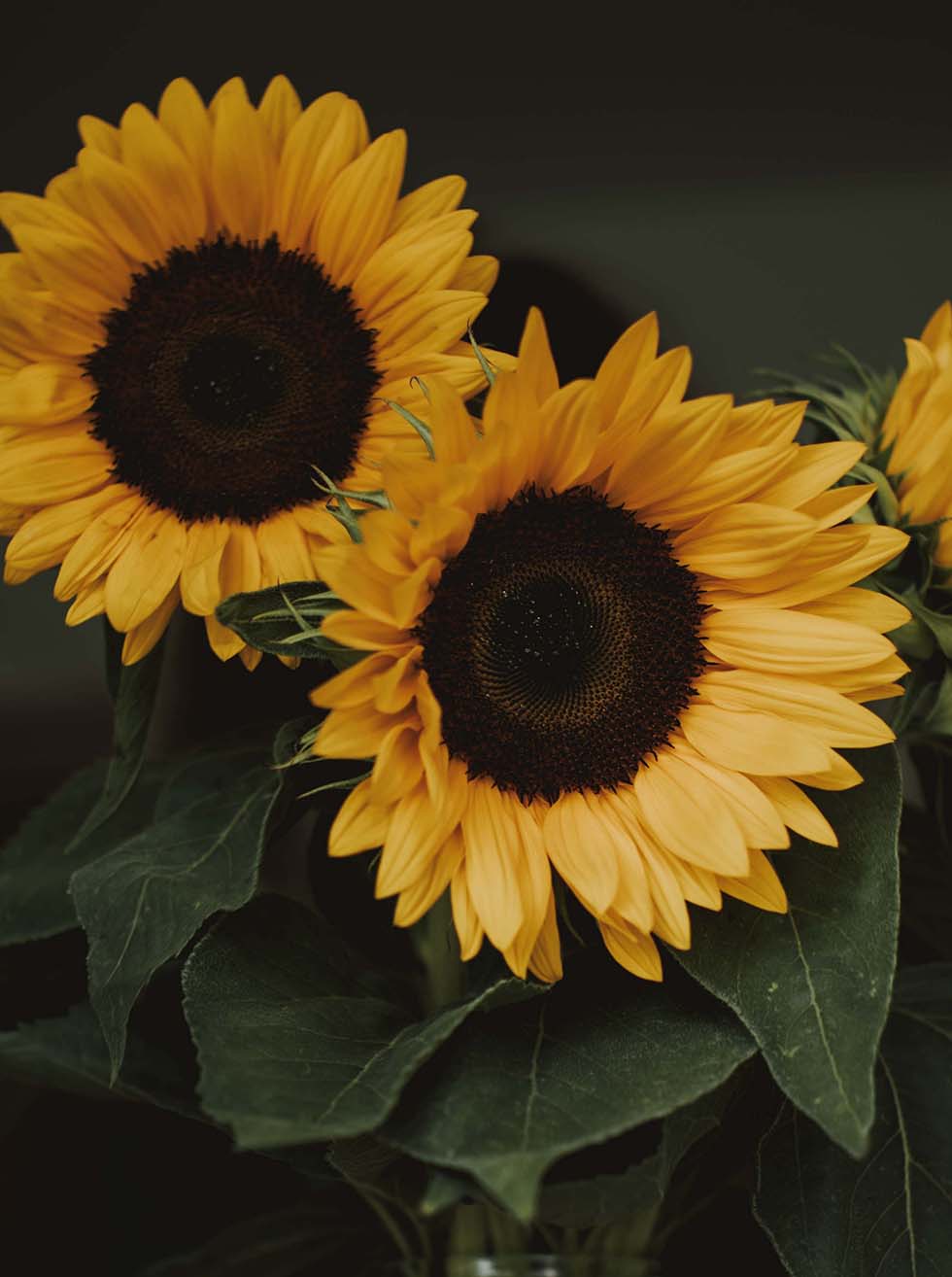 Sonnenblumen Sonnenblumen