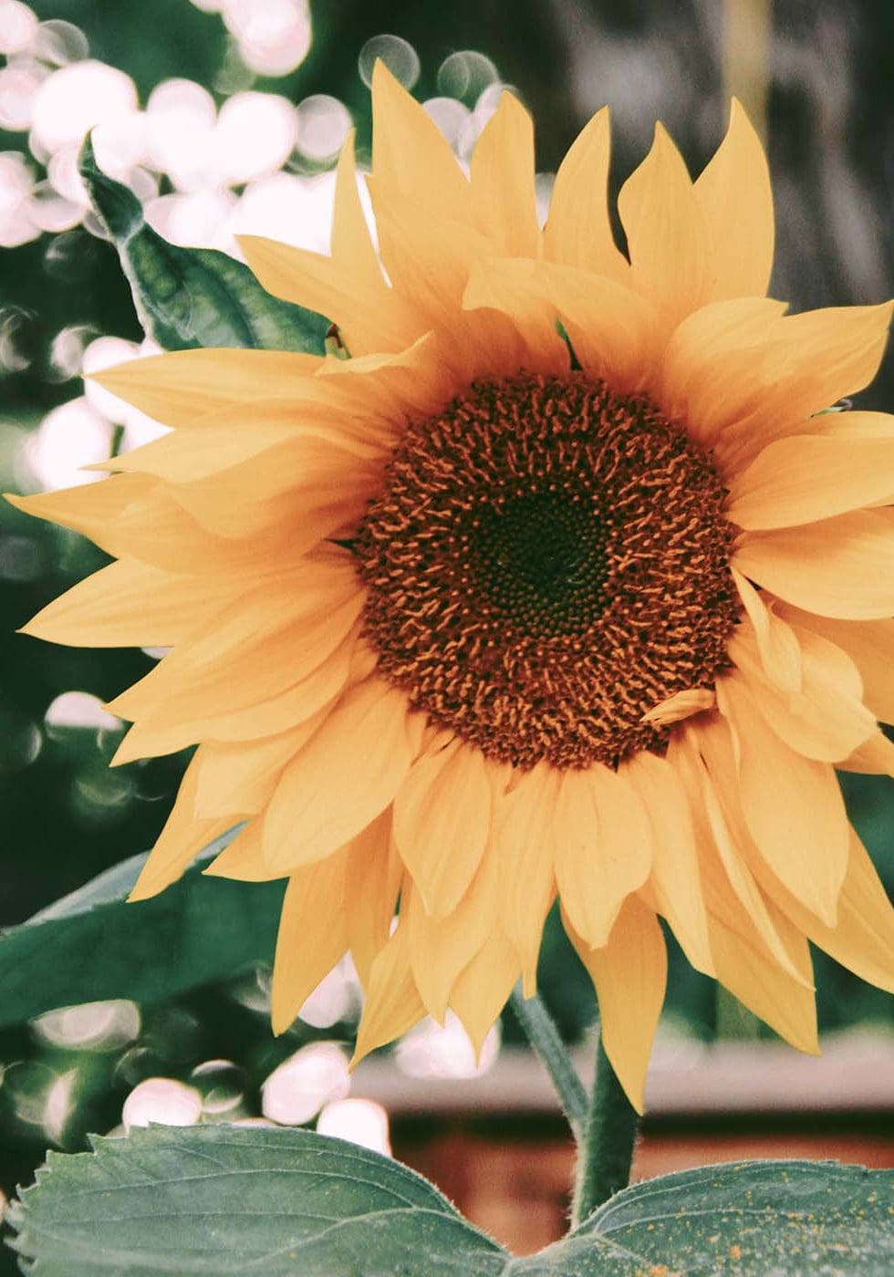 Hochzeitsblumen Sonnenblumen Hochzeitsblumen Sonnenblumen