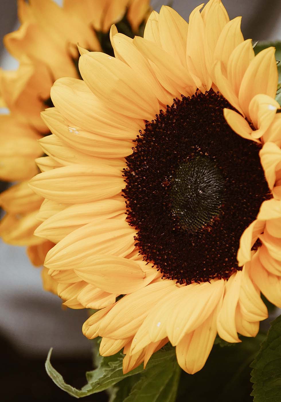 Sonnenblumen Sonnenblumen