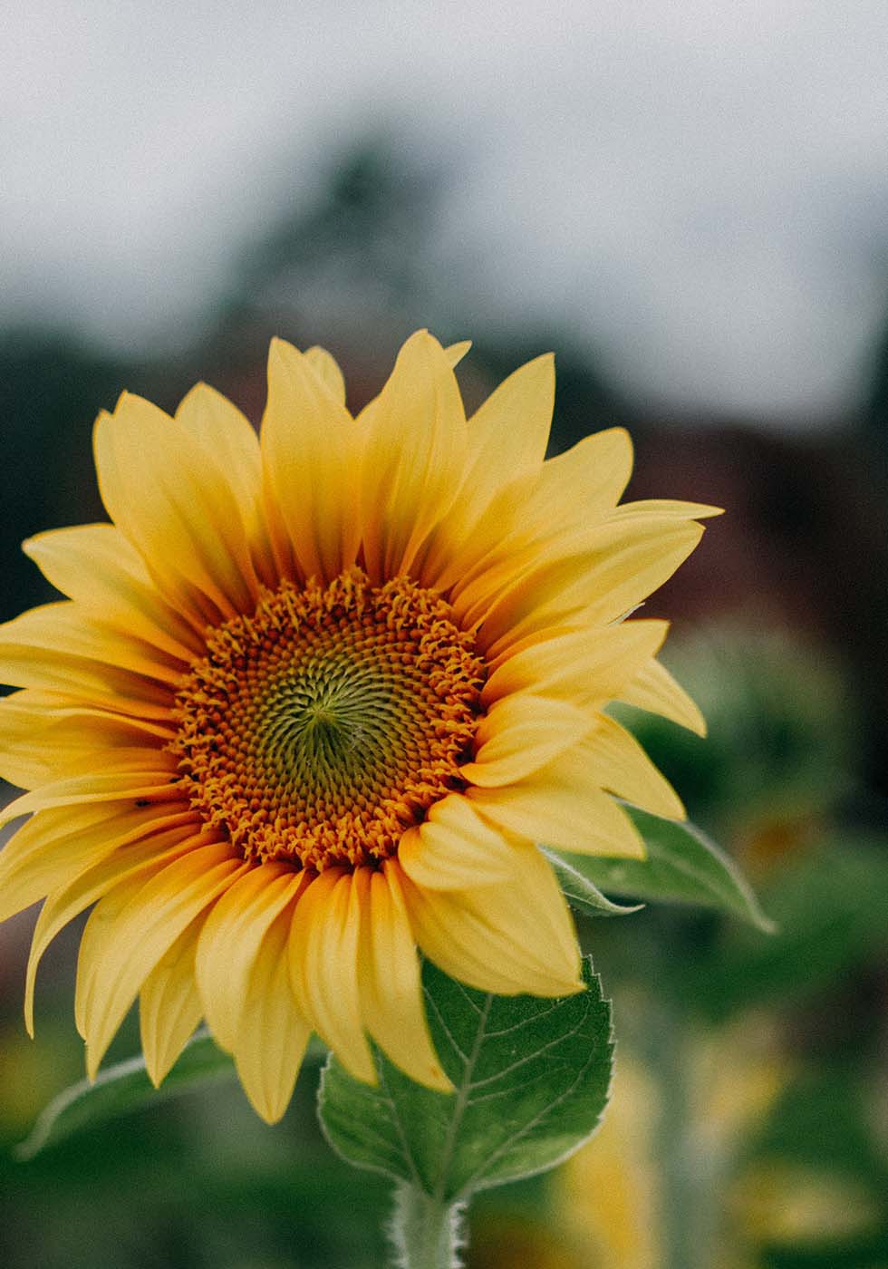 Sonnenblumen Sonnenblumen