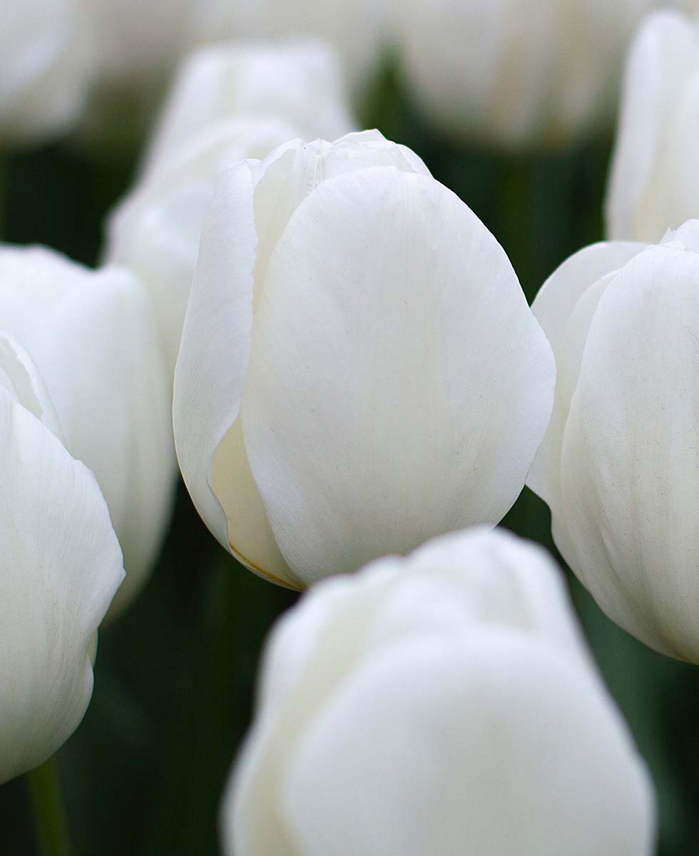 Tulpen Tulpen