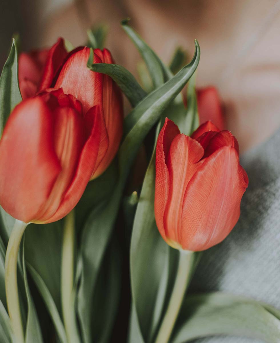 Tulpen Tulpen