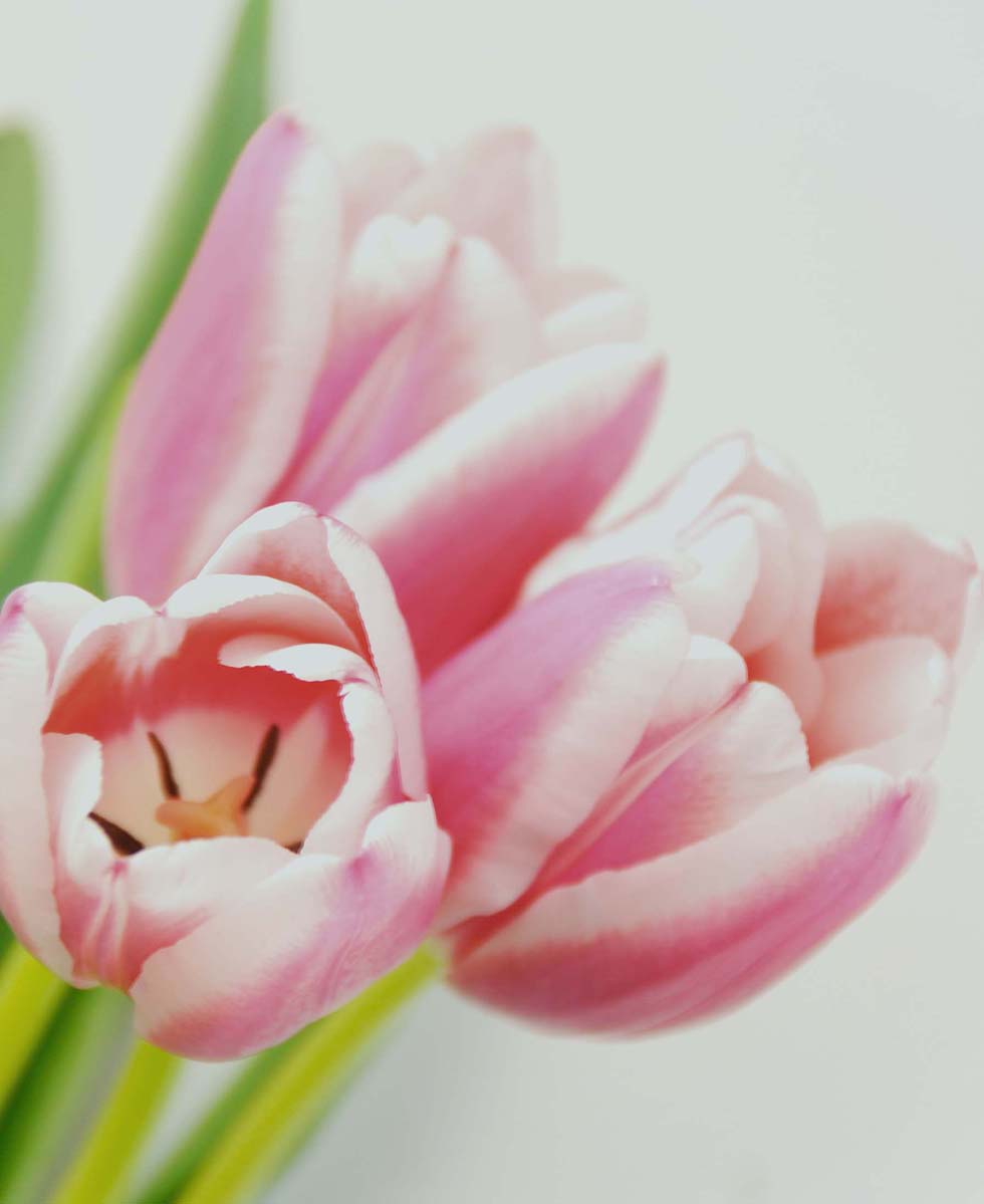 Hochzeitsblumen Tulpen Hochzeitsblumen Tulpen