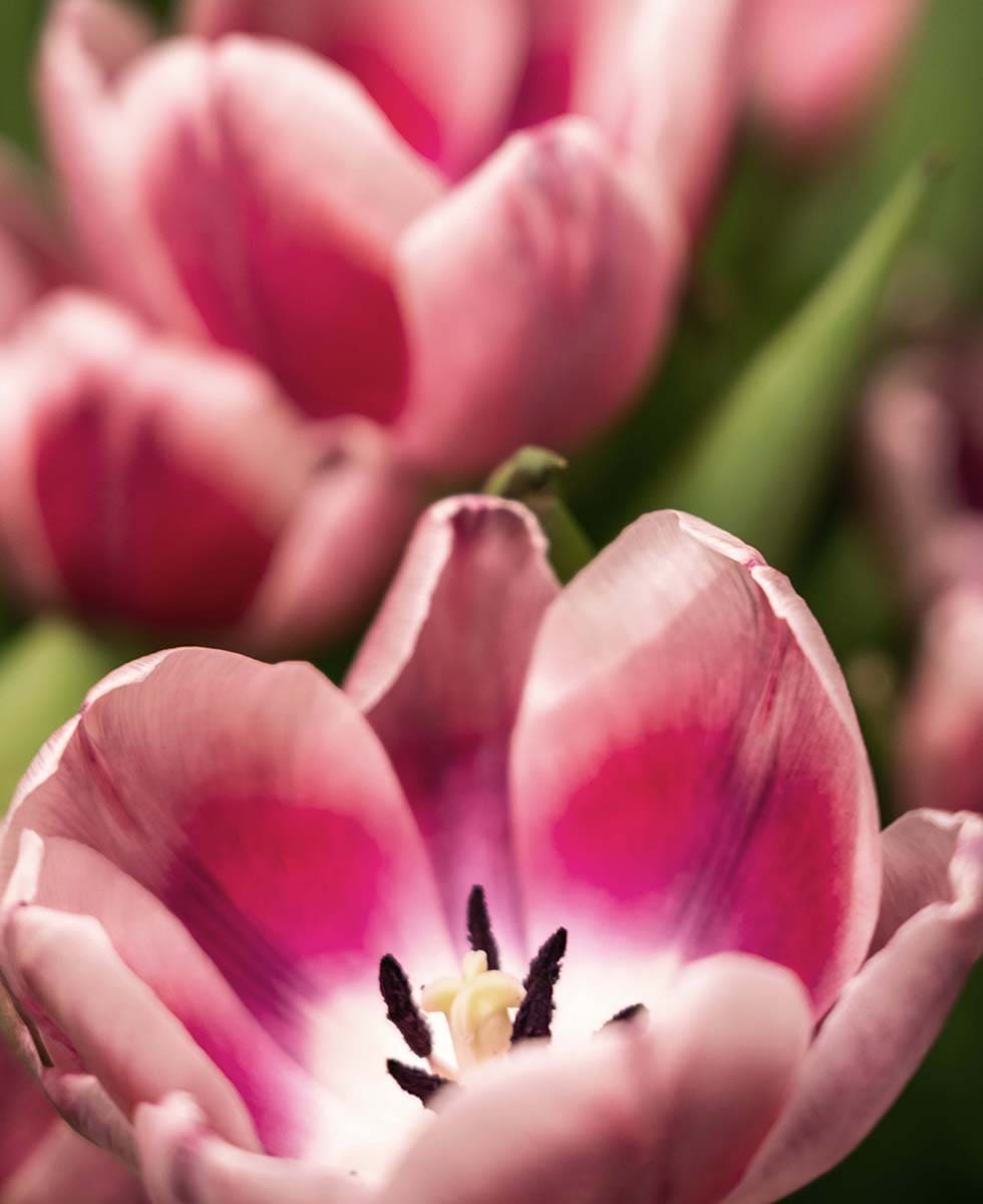 Tulpen Tulpen