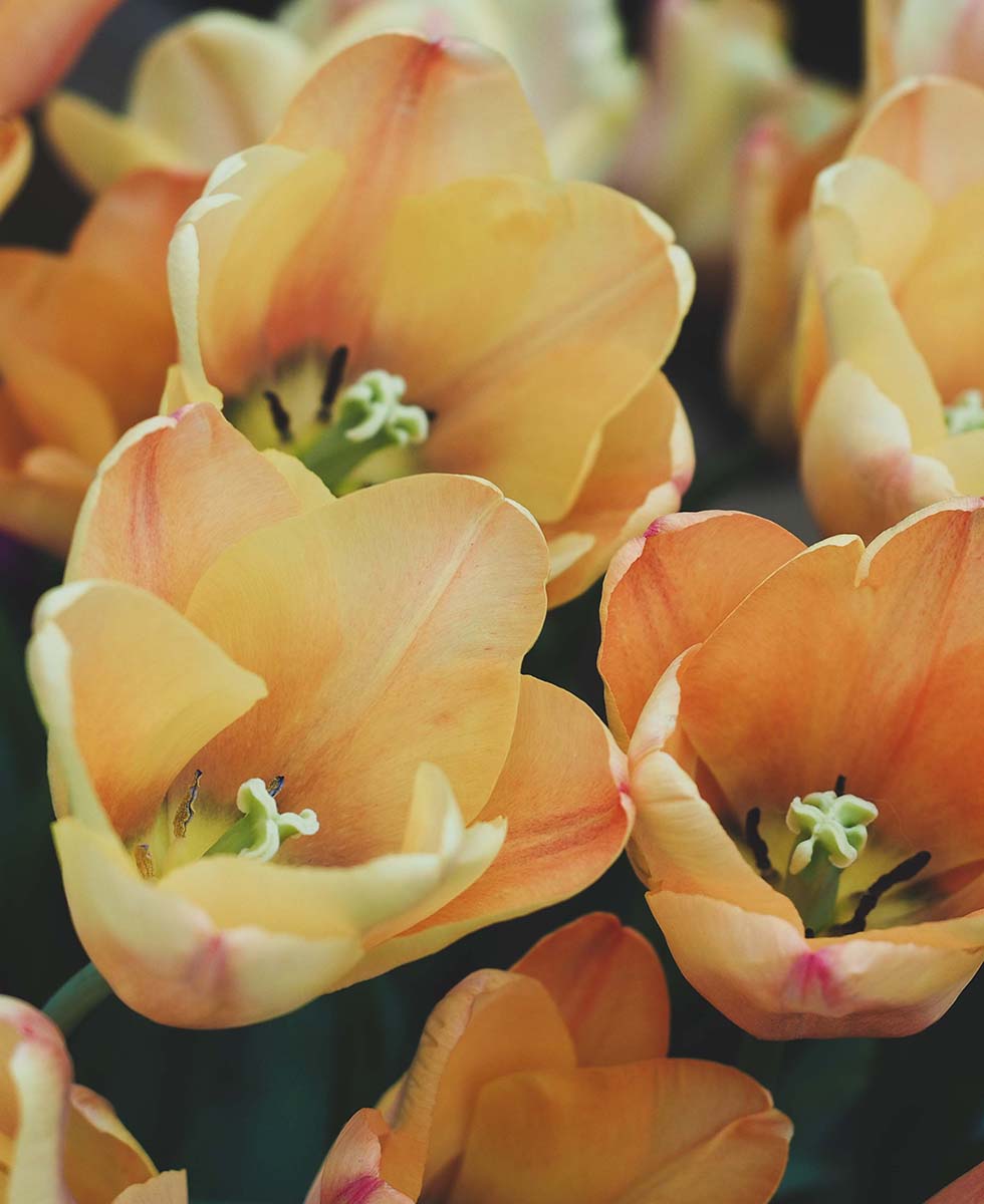 Tulpen Tulpen