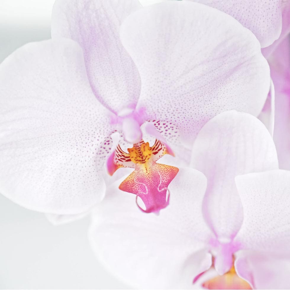 17-hochzeitstag-orchideenhochzeit 17-hochzeitstag-orchideenhochzeit