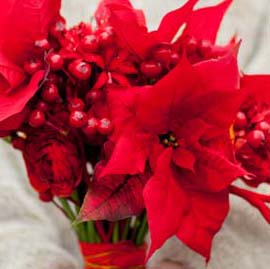 Weihnachtsstern-Hochzeitsblume Hochzeitsblumen: Die schönsten Blumen für eure Hochzeit