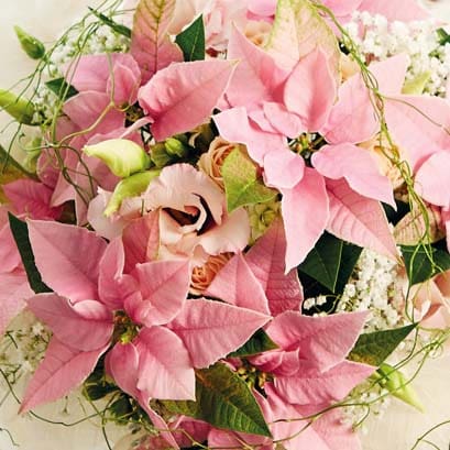Weihnachtsstern-Hochzeitsblume_2 Hochzeitsblumen: Die schönsten Blumen für eure Hochzeit
