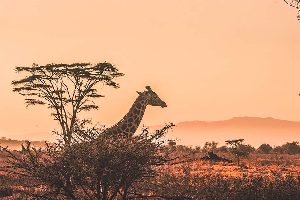 Hochzeit-Afrika-Kenia Hochzeit Kenia