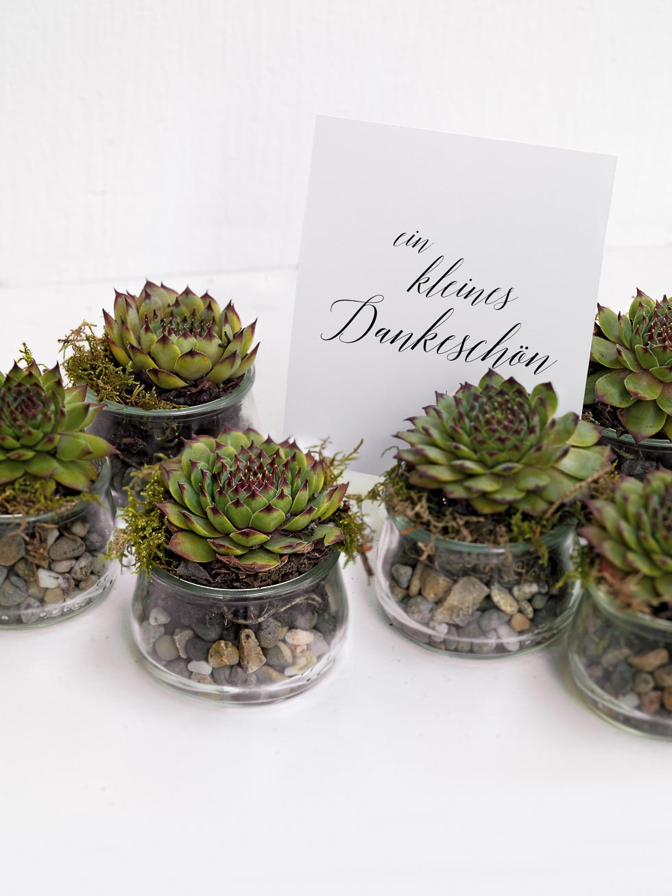 Gastgeschenk-Sukkulenten Gastgeschenk Sukkulenten